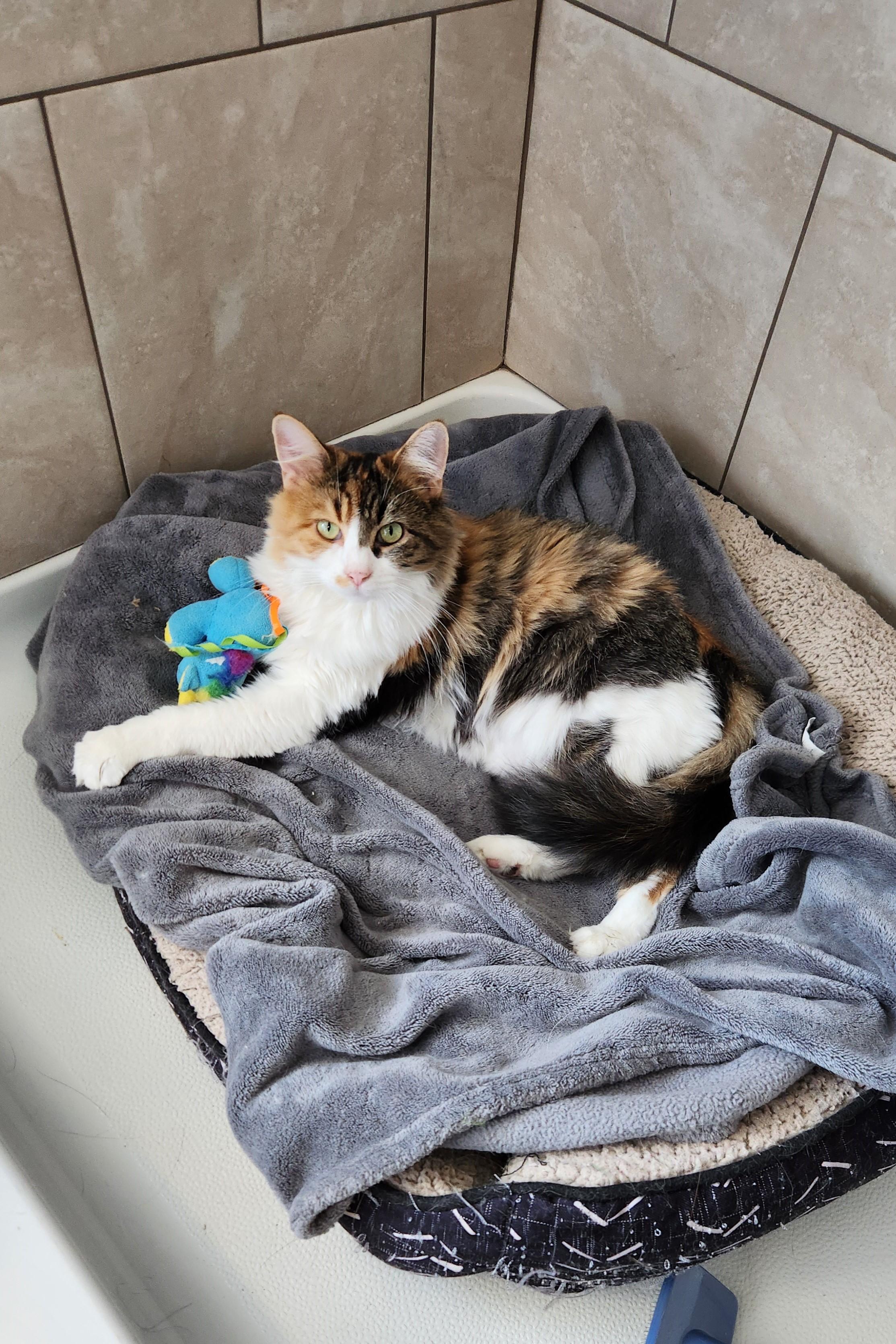 Enlarge Muffin, a ADOPTABLE Domestic Long Hair in Elizabeth, IL image 3/4