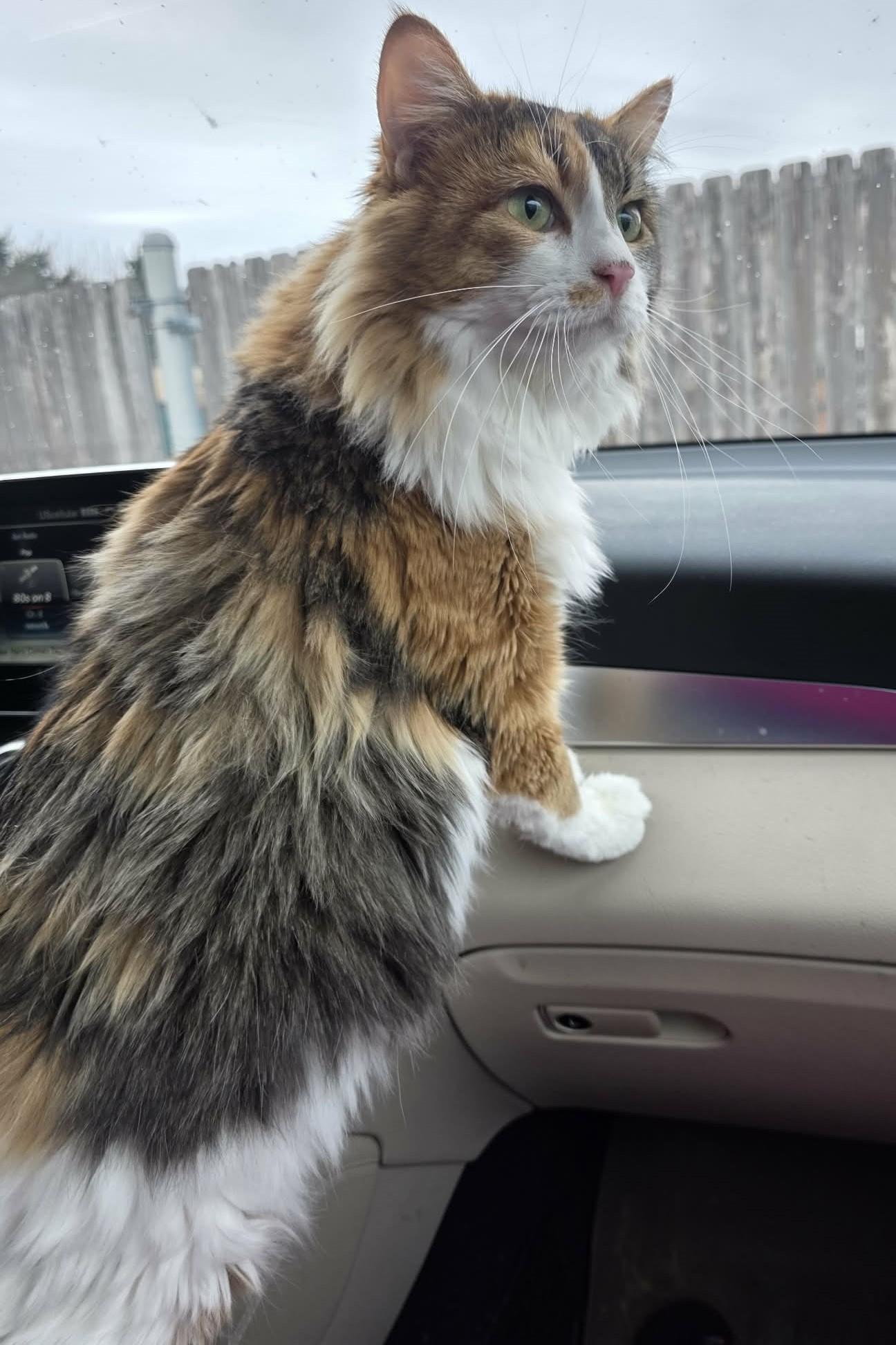 Enlarge Muffin, a ADOPTABLE Domestic Long Hair in Elizabeth, IL image 2/4