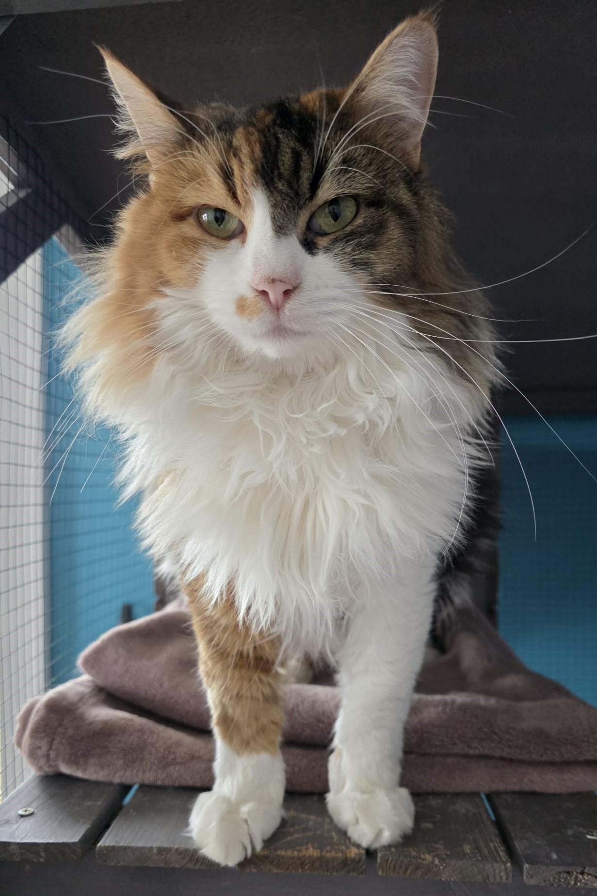 Enlarge Muffin, a ADOPTABLE Domestic Long Hair in Elizabeth, IL image 1/4