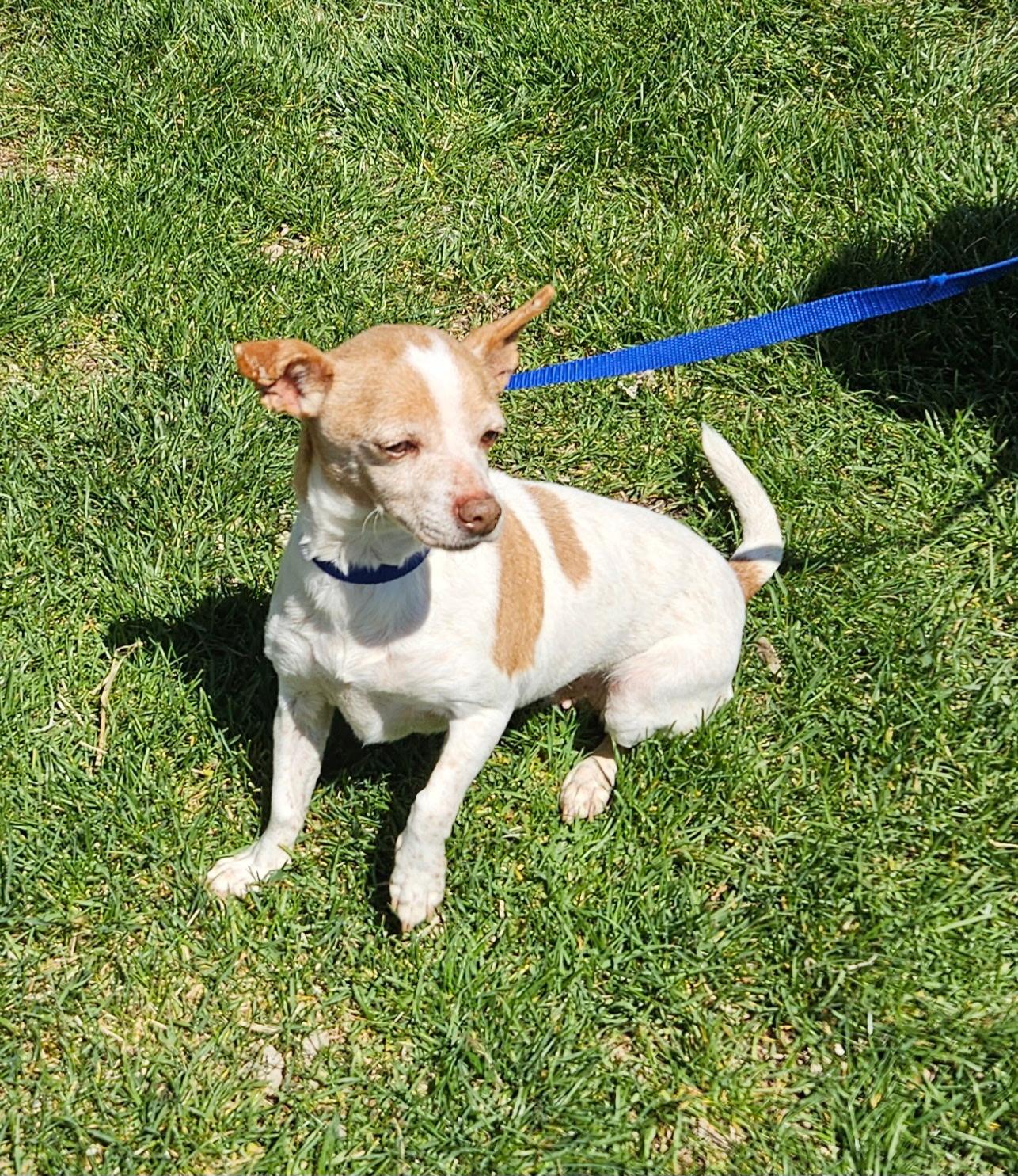 Enlarge Francis, a Adoptable mixed breed in Littleton, CO image 3/3