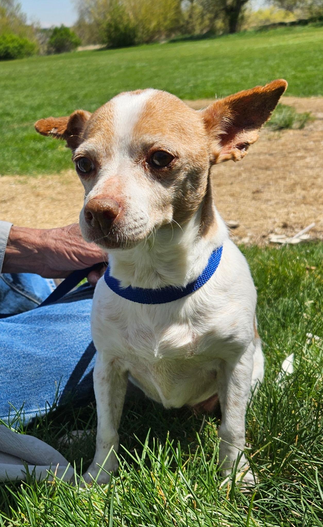 Enlarge Francis, a Adoptable mixed breed in Littleton, CO image 1/3