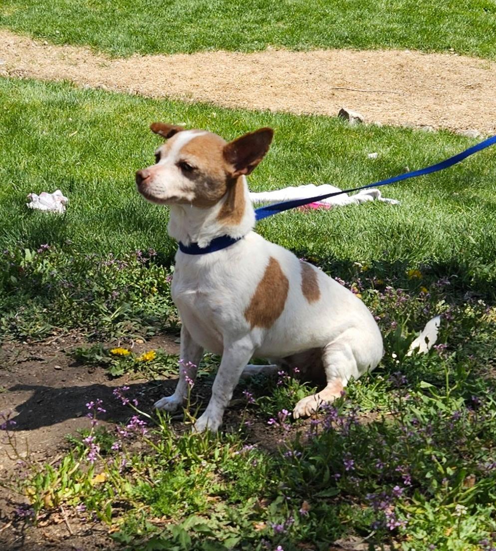 Enlarge Francis, a Adoptable mixed breed in Littleton, CO image 2/3