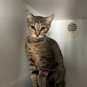 Enlarge Sue, a Adoptable Domestic Short Hair in Jeffersonville, IN image 1/1