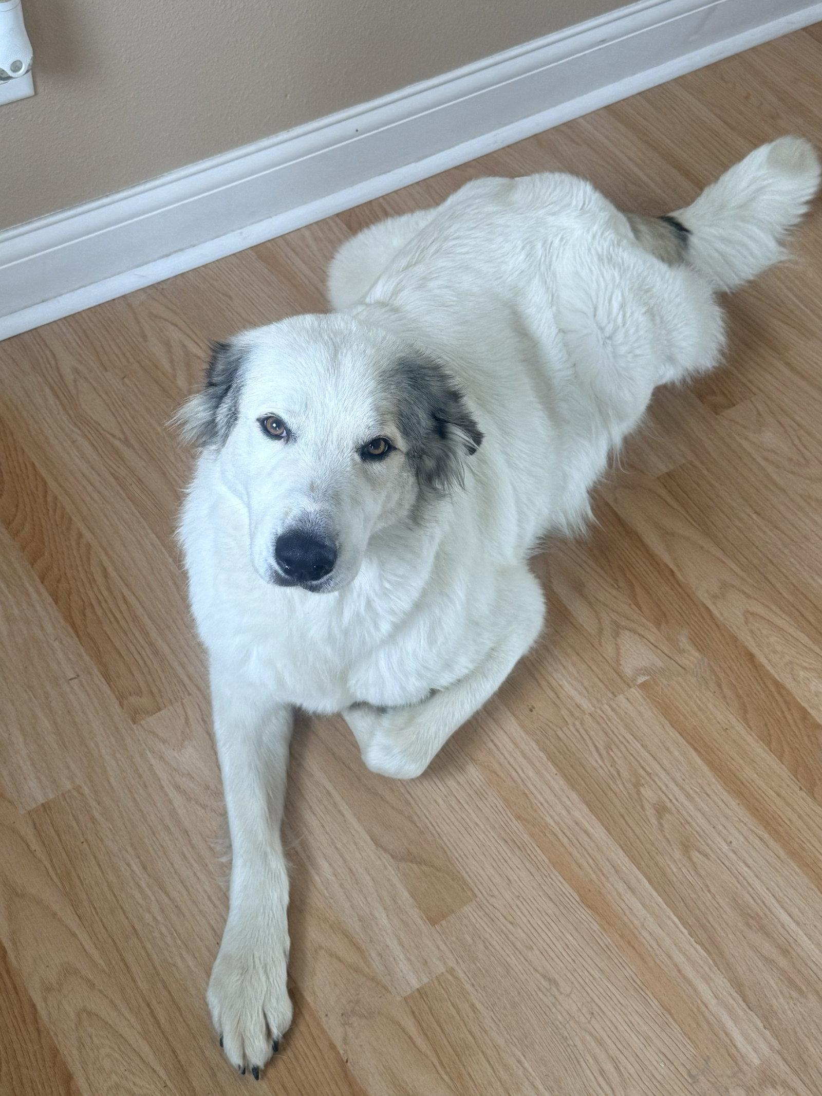Koda, Adoptable, Young Female Great Pyrenees.
