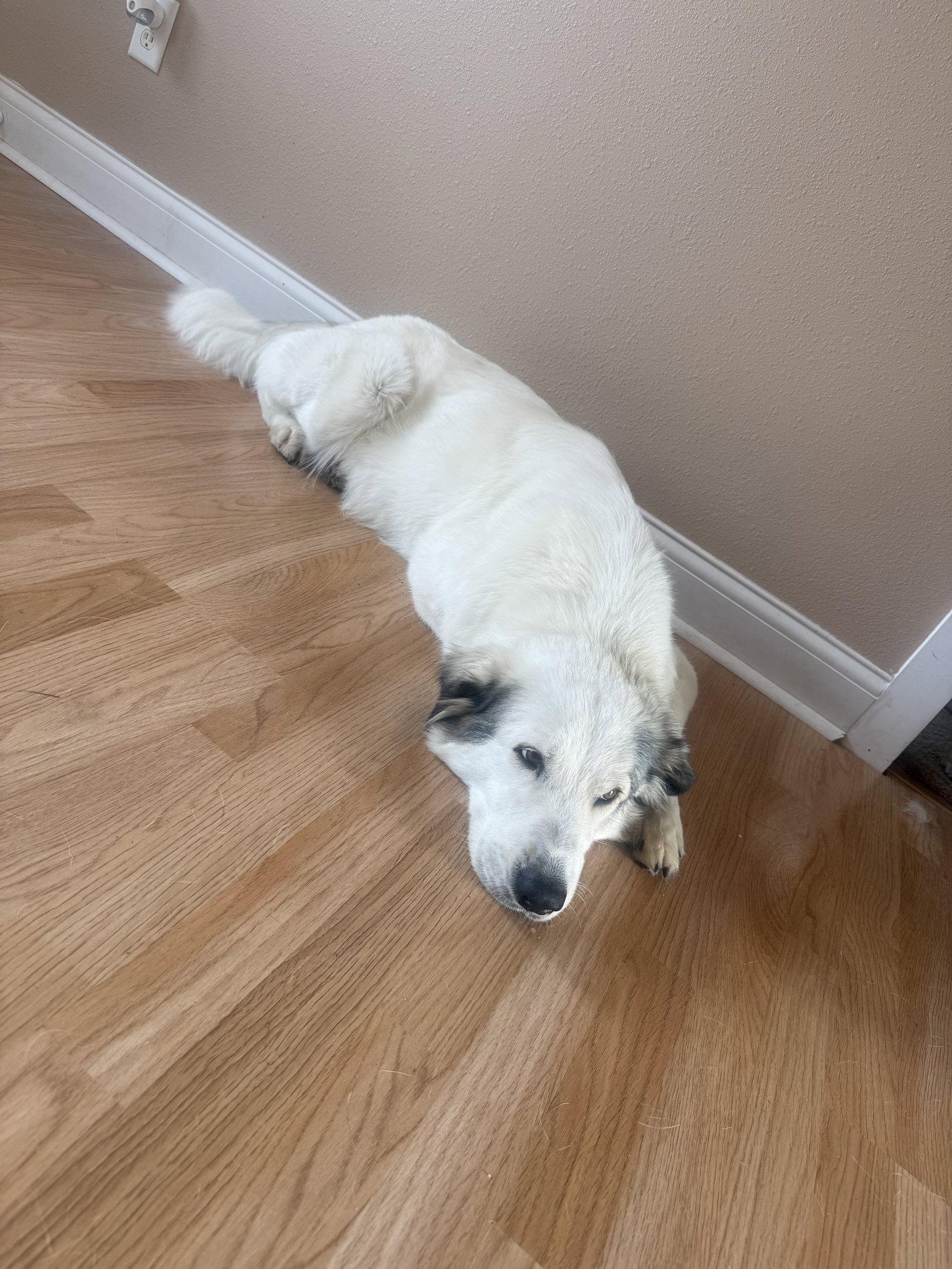 Enlarge Koda, a Adoptable Great Pyrenees in Houston, TX image 2/3
