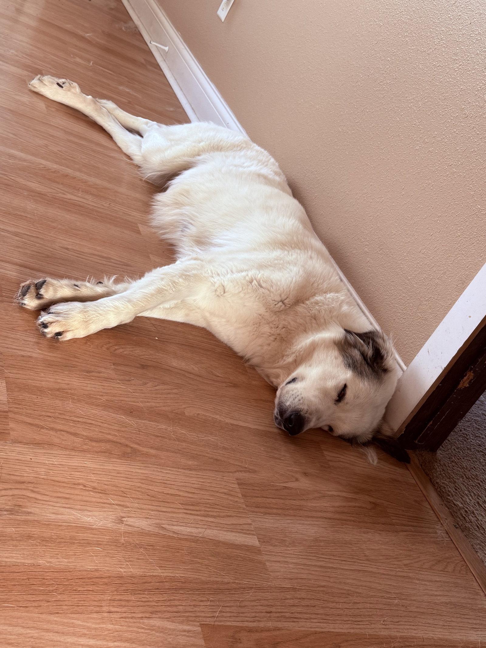 Enlarge Koda, a Adoptable Great Pyrenees in Houston, TX image 3/3