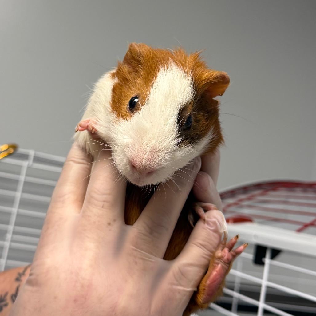 Enlarge Guinea pig 3, a Adoptable Guinea Pig in Watertown, NY image 1/2