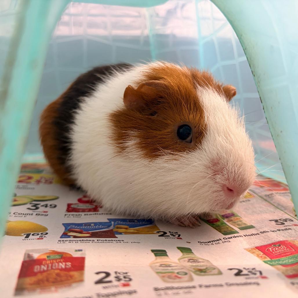 Enlarge Guinea pig 3, a Adoptable Guinea Pig in Watertown, NY image 2/2