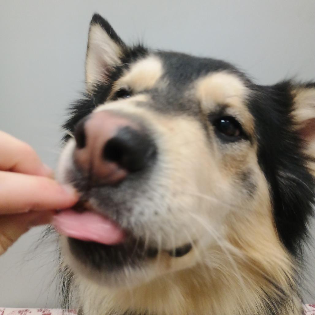 Balto, Adoptable, Adult Male Siberian Husky.