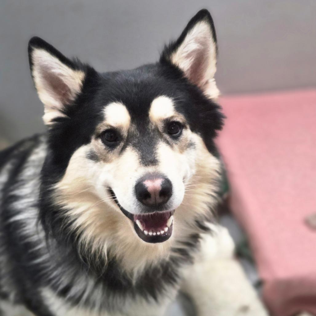 Balto, Adoptable, Adult Male Siberian Husky.