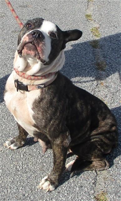 Enlarge NOUGET, a Adoptable mixed breed in Lexington, SC image 1/1