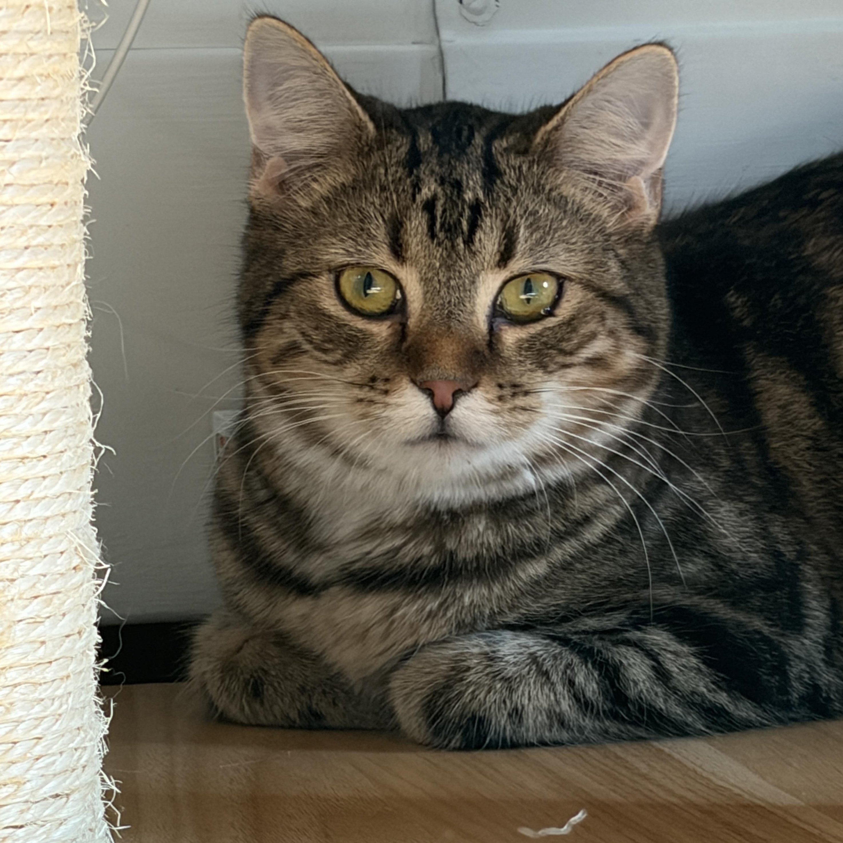 Jesse James, ADOPTABLE, Young Male Tabby.