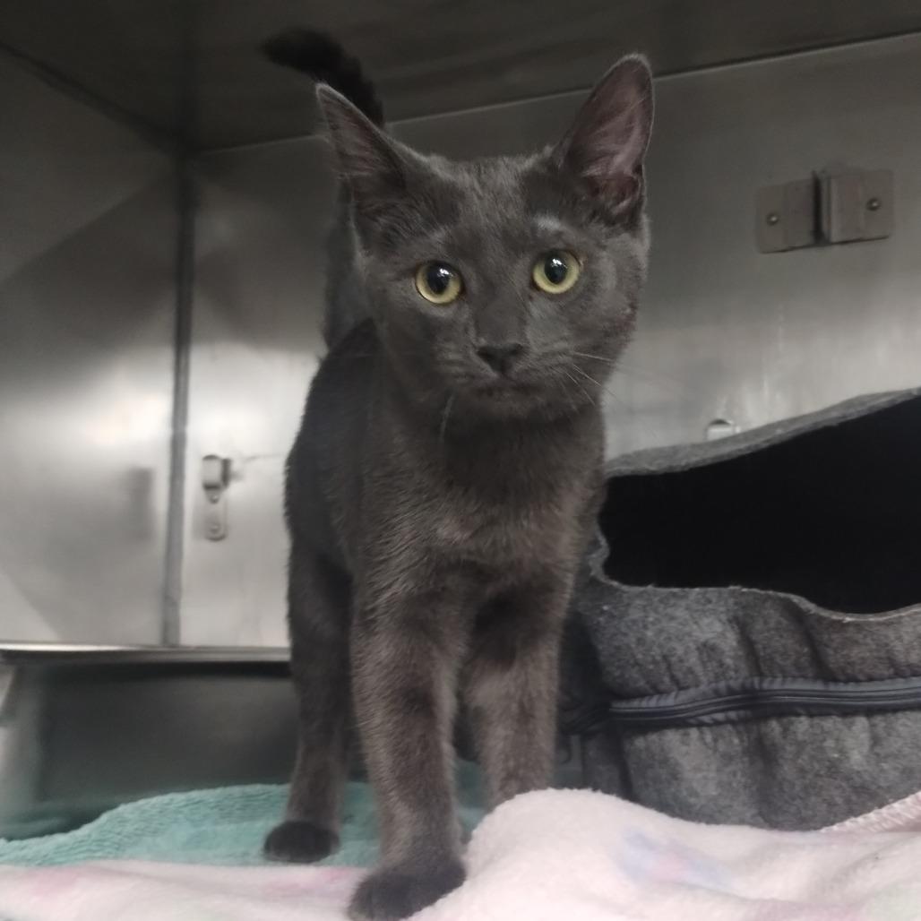 Enlarge Glytch, a Adoptable Russian Blue in San Jacinto, CA image 1/2