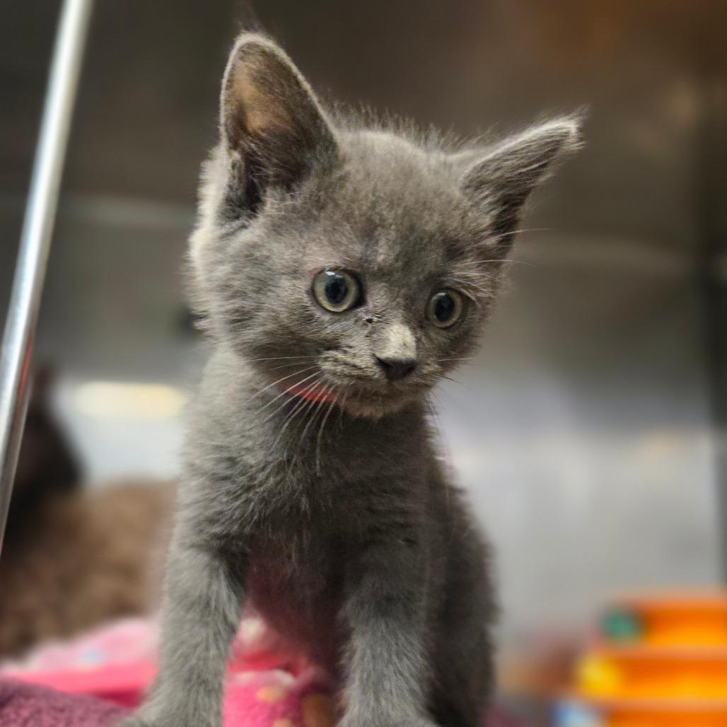 Enlarge Glytch, a Adoptable Russian Blue in San Jacinto, CA image 2/2