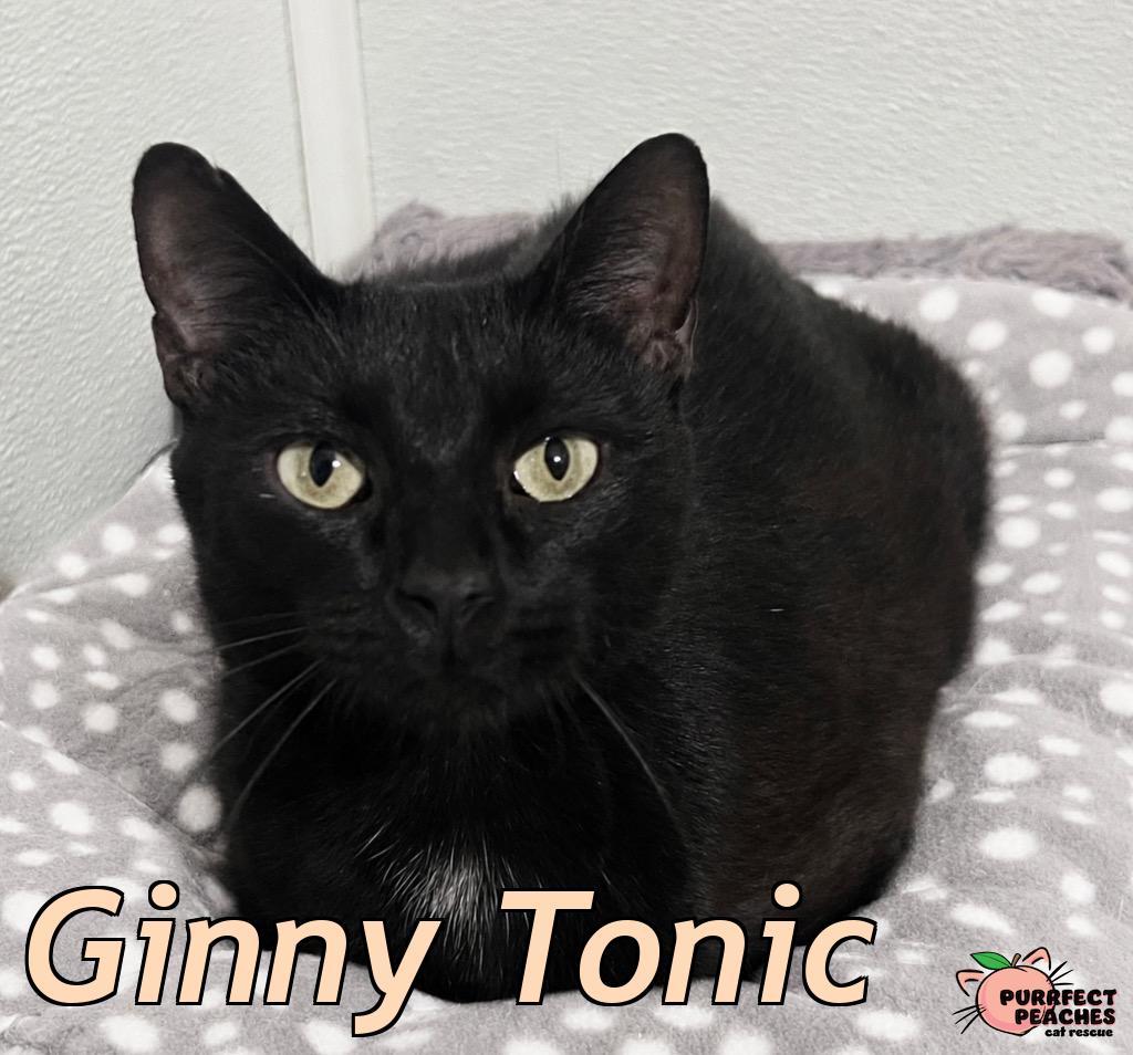 Ginny Tonic photo