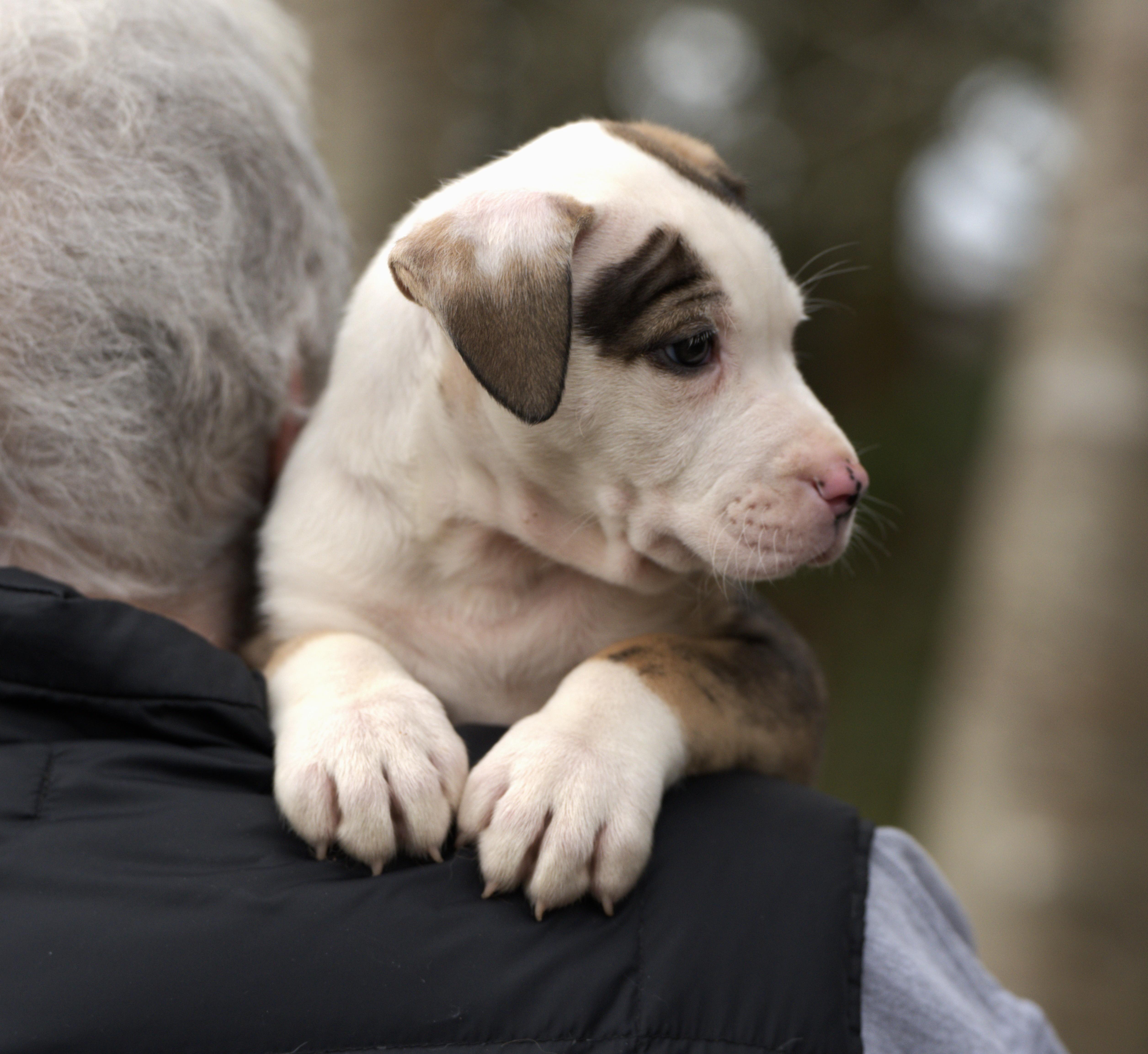 Enlarge Oreo, a Adoptable mixed breed in Hoquiam, WA image 3/6