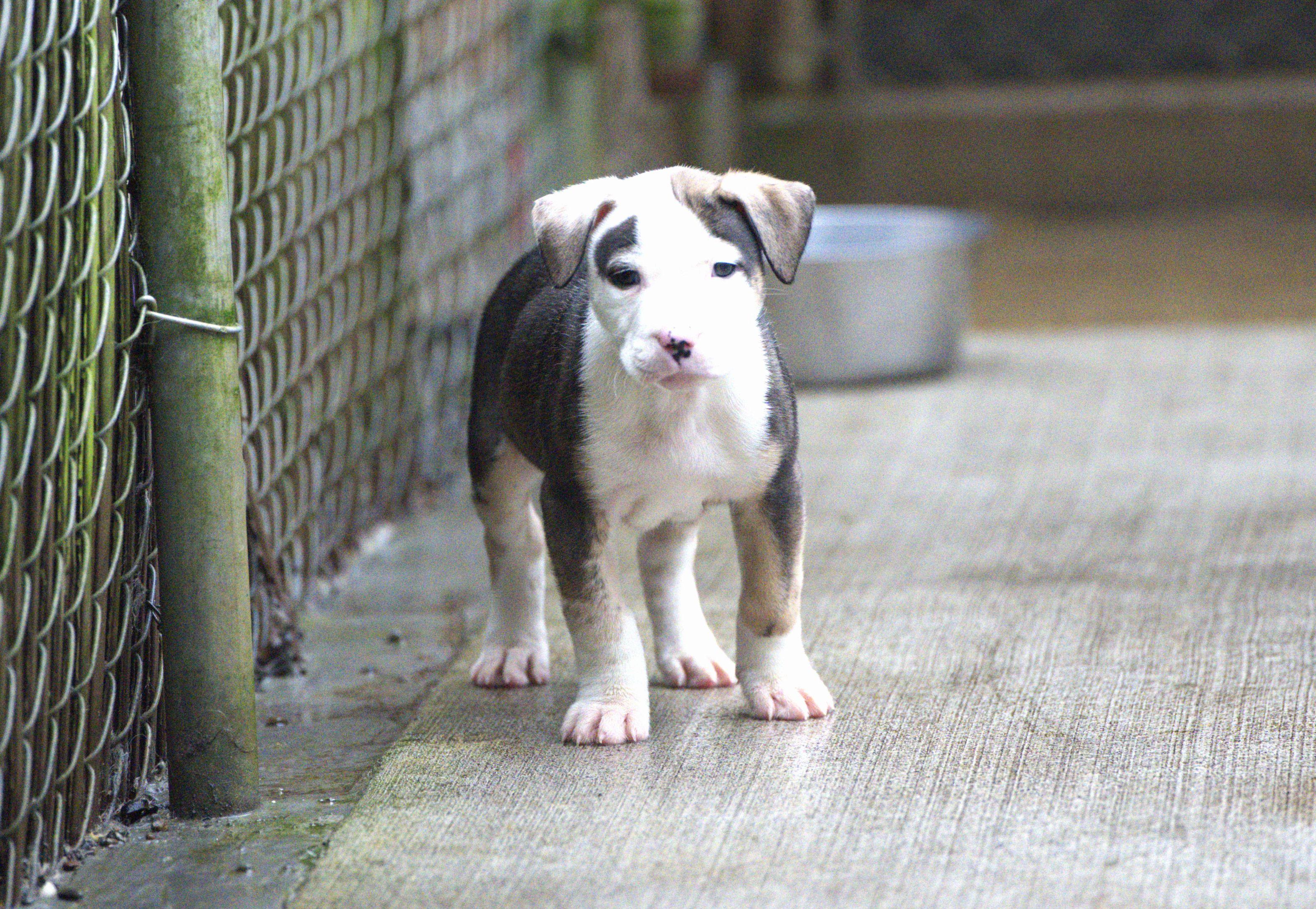 Enlarge Oreo, a Adoptable mixed breed in Hoquiam, WA image 4/6