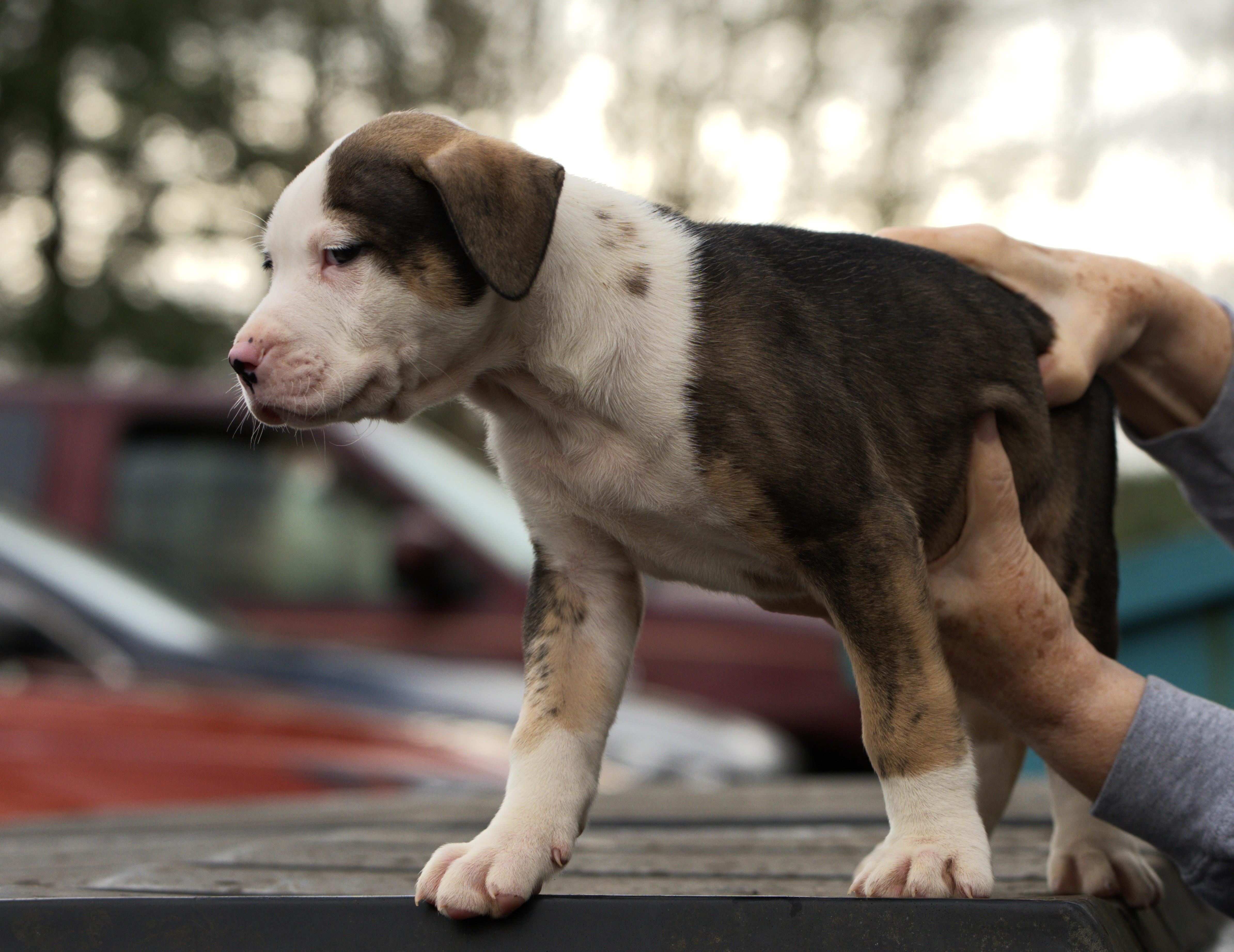 Enlarge Oreo, a Adoptable mixed breed in Hoquiam, WA image 5/6