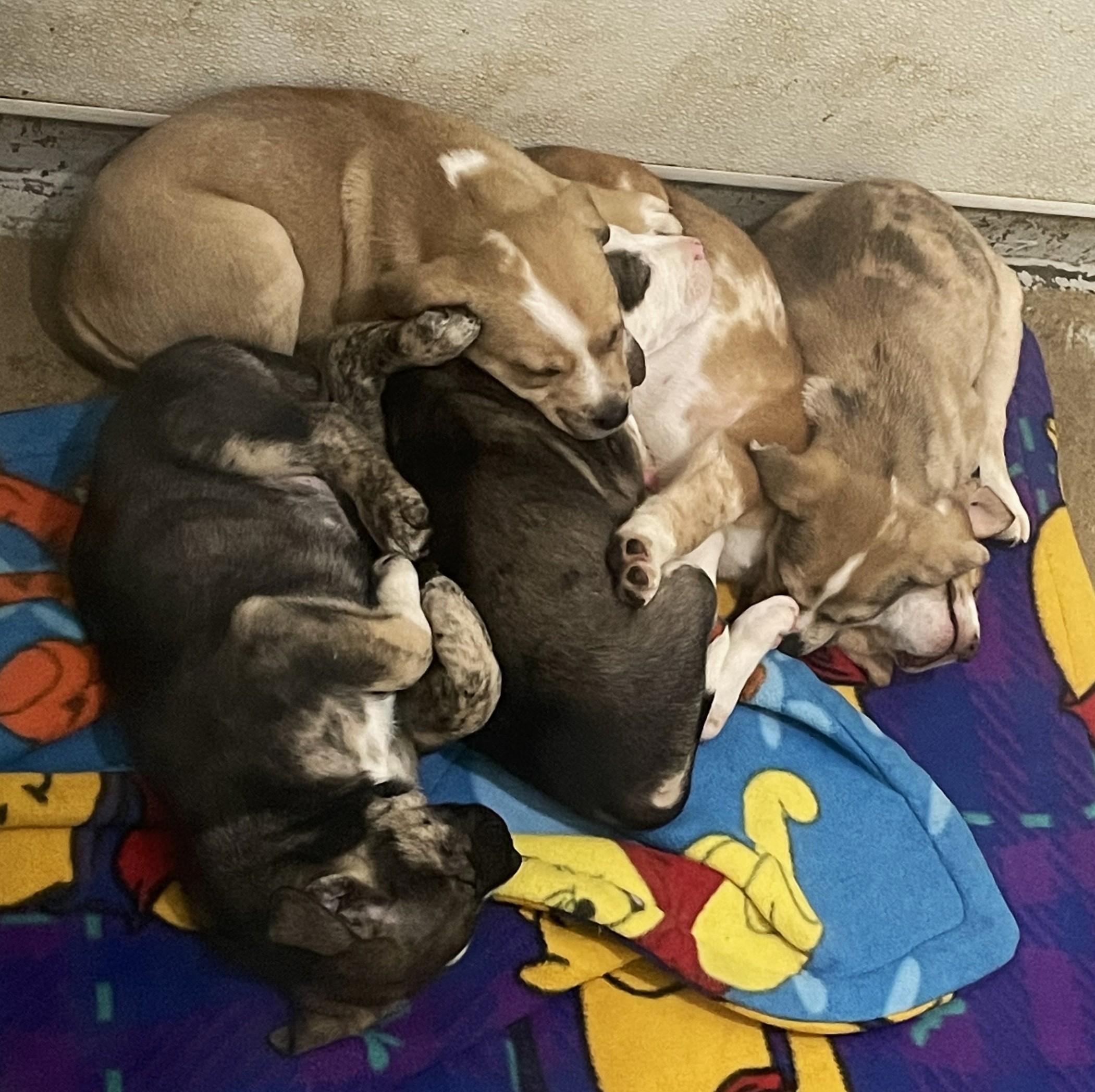 Enlarge Oreo, a Adoptable mixed breed in Hoquiam, WA image 6/6