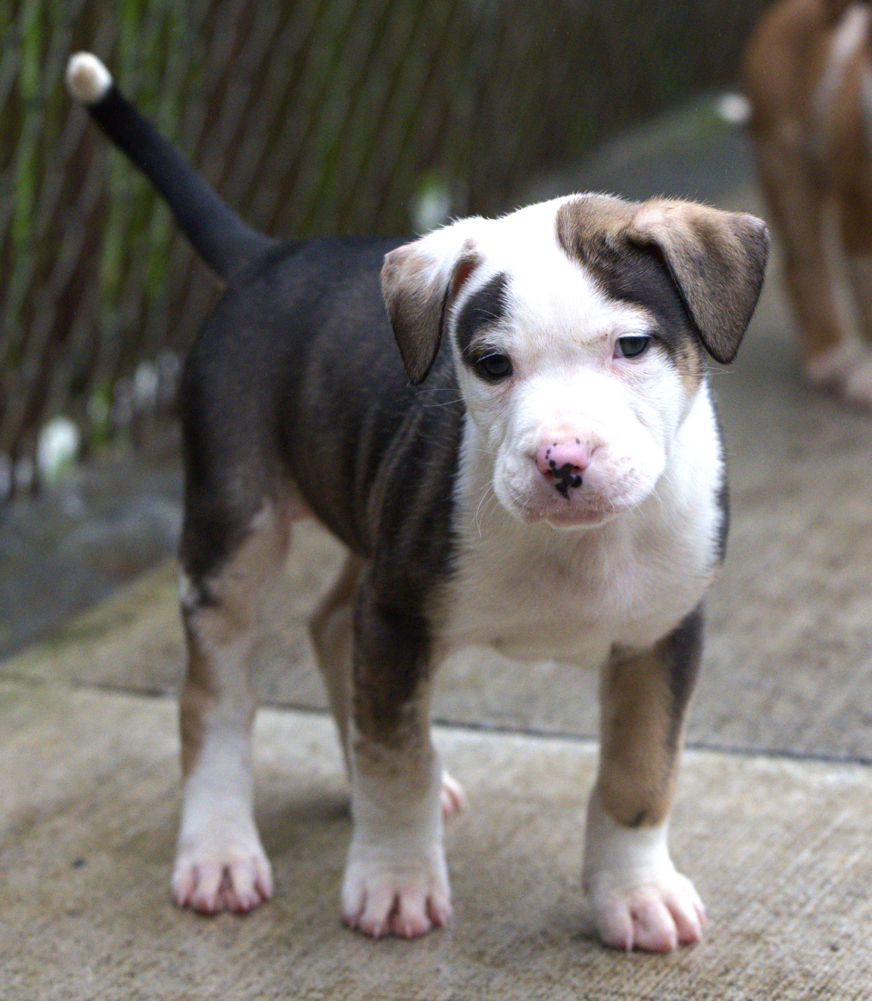 Oreo, Adoptable, Puppy Male Pit Bull Terrier.