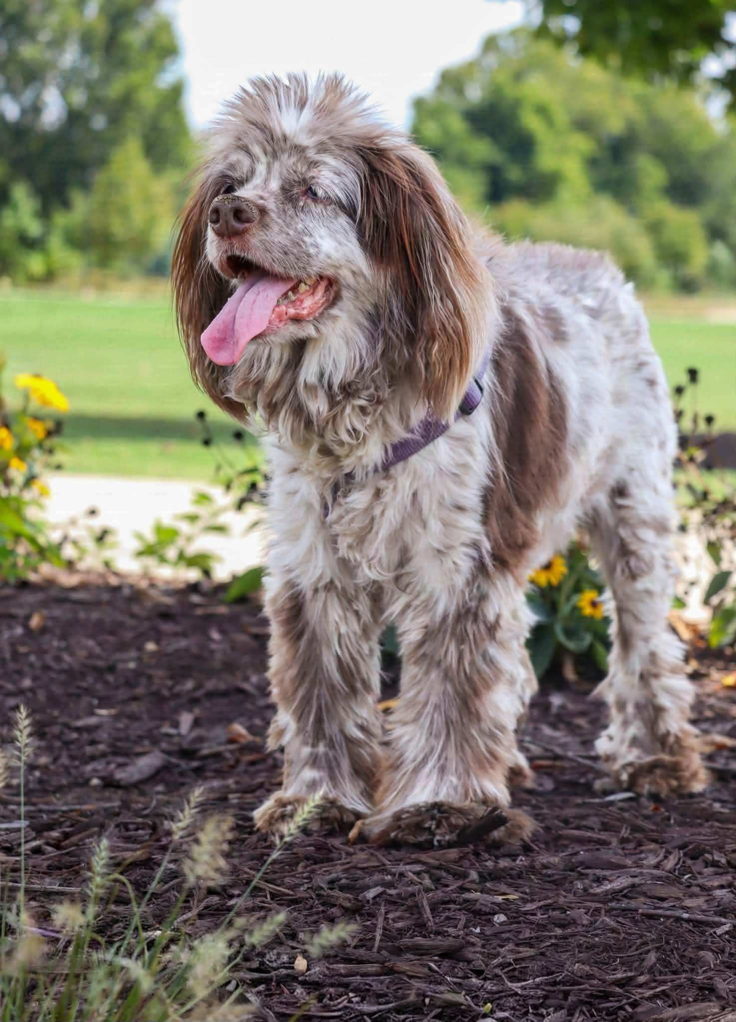 Rosemary, Adoptable, Young Female Cocker Spaniel.