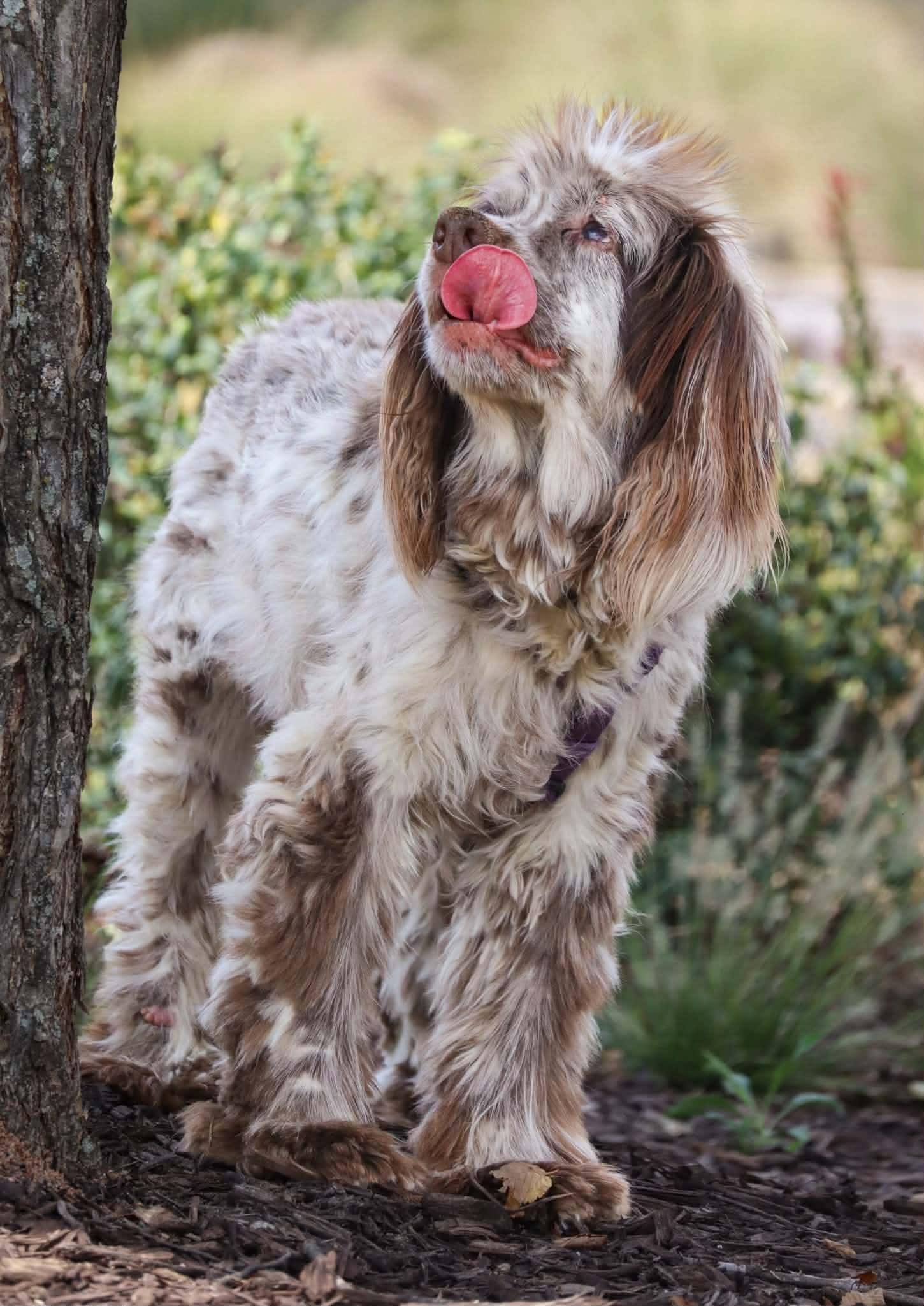 Enlarge Rosemary, a Adoptable Cocker Spaniel in Greenville, SC image 2/3