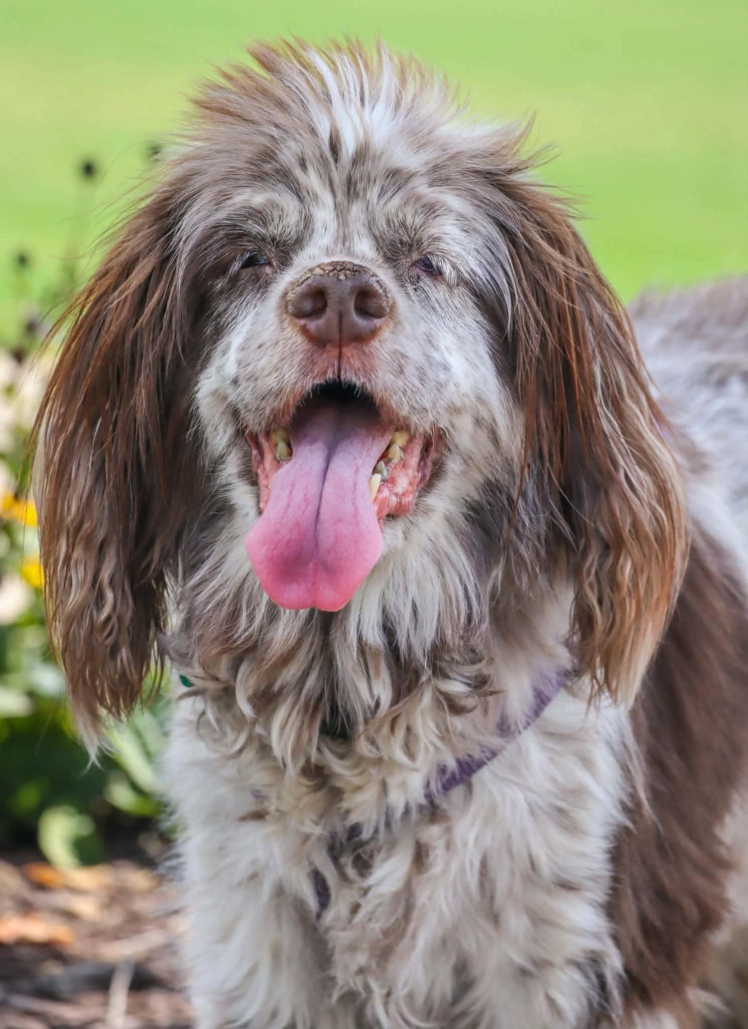 Enlarge Rosemary, a Adoptable Cocker Spaniel in Greenville, SC image 3/3