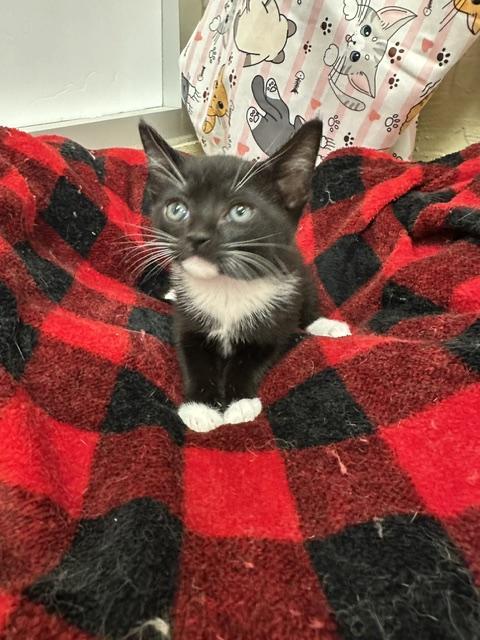 Bonnet, Adoptable, Kitten Female Domestic Short Hair.