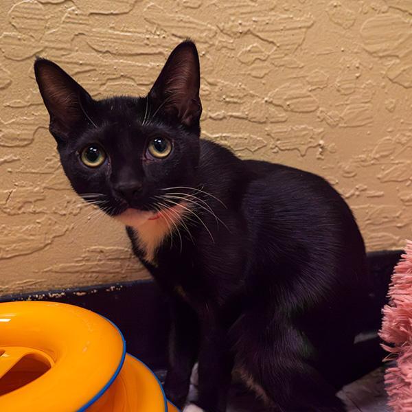Enlarge Bonnet, a Adoptable Domestic Short Hair in Parlier, CA image 2/6