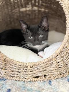 Enlarge Bonnet, a Adoptable Domestic Short Hair in Parlier, CA image 3/6