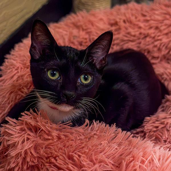 Enlarge Bonnet, a Adoptable Domestic Short Hair in Parlier, CA image 4/6