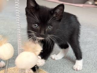 Enlarge Bonnet, a Adoptable Domestic Short Hair in Parlier, CA image 5/6