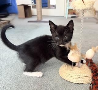 Enlarge Bonnet, a Adoptable Domestic Short Hair in Parlier, CA image 6/6