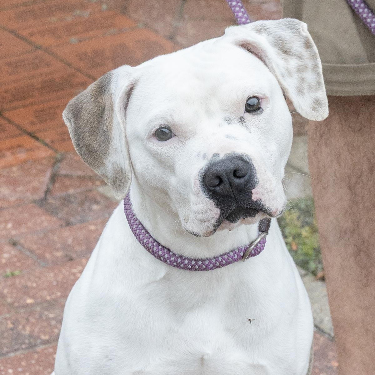 Cordellia, ADOPTABLE, Adult Female Boxer.