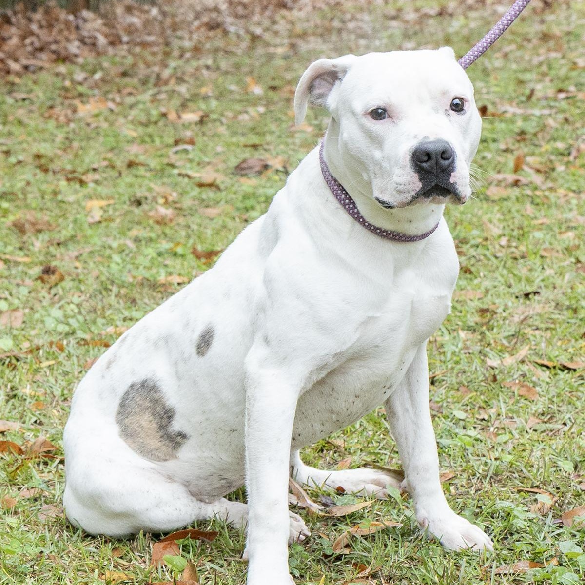 Enlarge Cordellia, a ADOPTABLE Boxer in Slidell, LA image 3/3