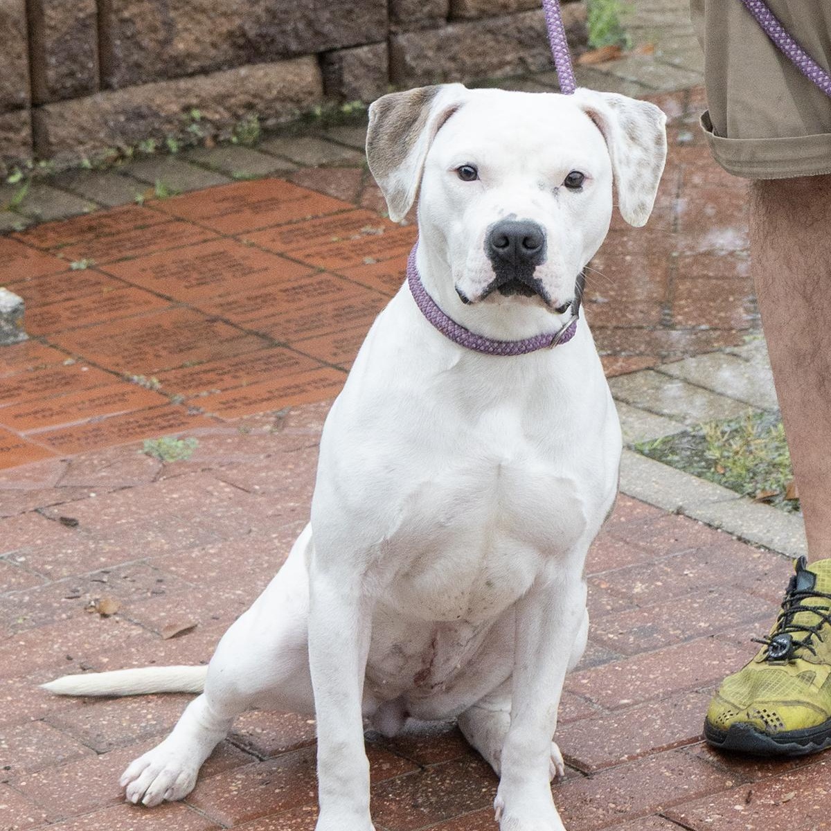 Enlarge Cordellia, a ADOPTABLE Boxer in Slidell, LA image 2/3