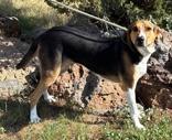 Enlarge Chester, a Adoptable mixed breed in Lakeside, AZ image 1/2