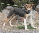 Enlarge Chester, a Adoptable mixed breed in Lakeside, AZ image 2/2