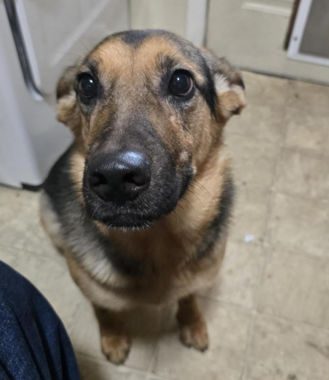 lilo, an adoptable German Shepherd Dog in Billings, MT, 59101 | Photo Image 1