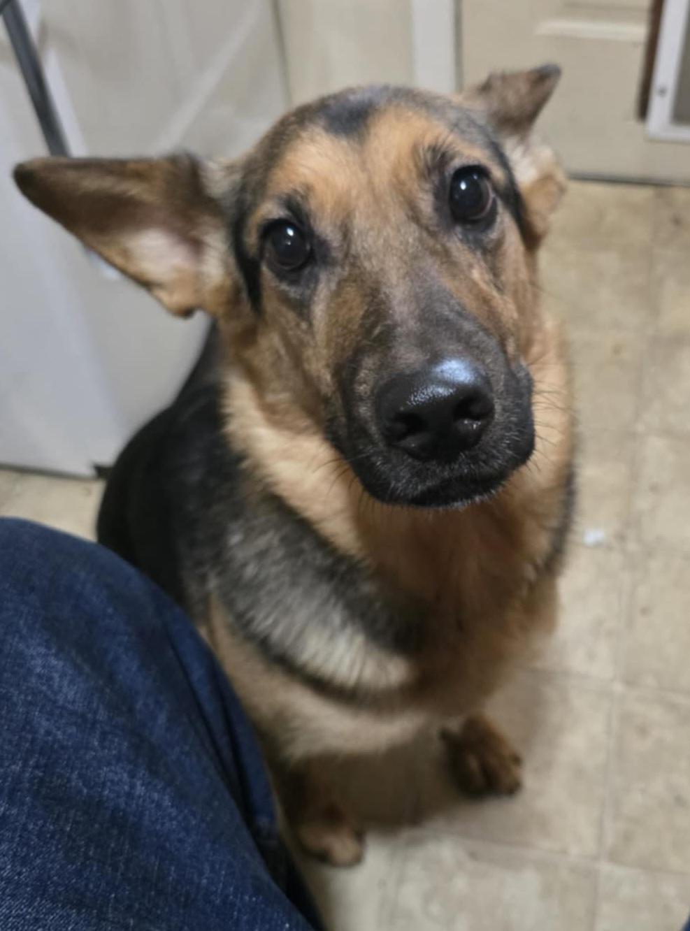 lilo, an adoptable German Shepherd Dog in Billings, MT, 59101 | Photo Image 3