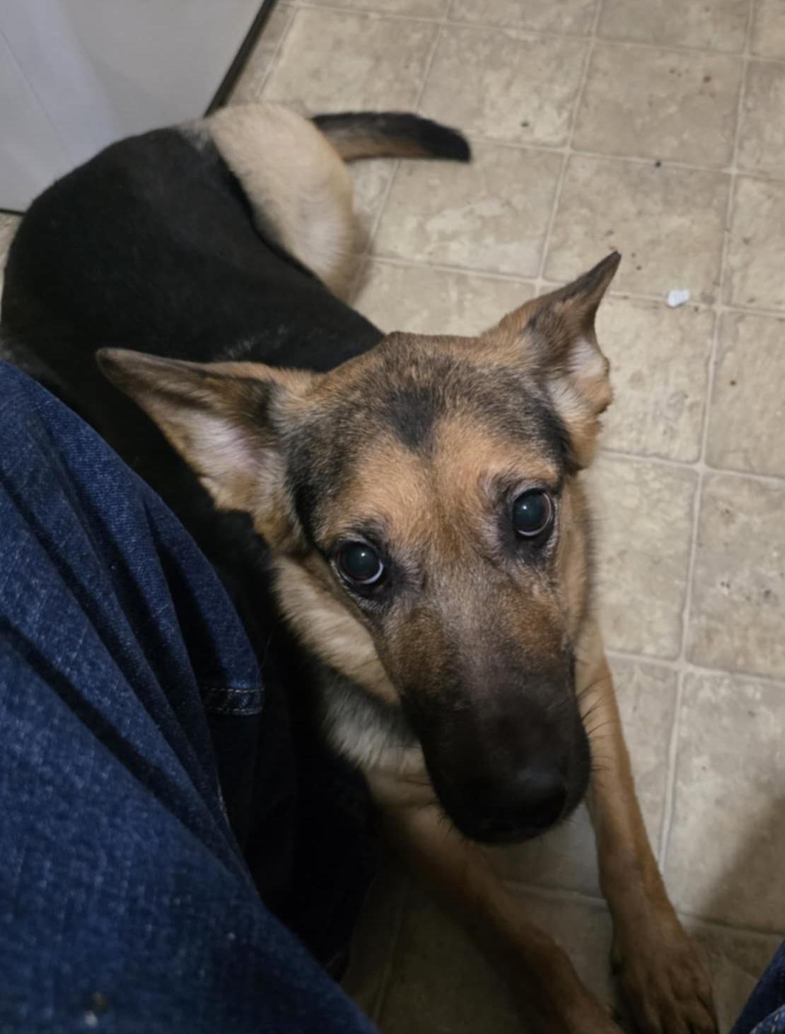 lilo, an adoptable German Shepherd Dog in Billings, MT, 59101 | Photo Image 2