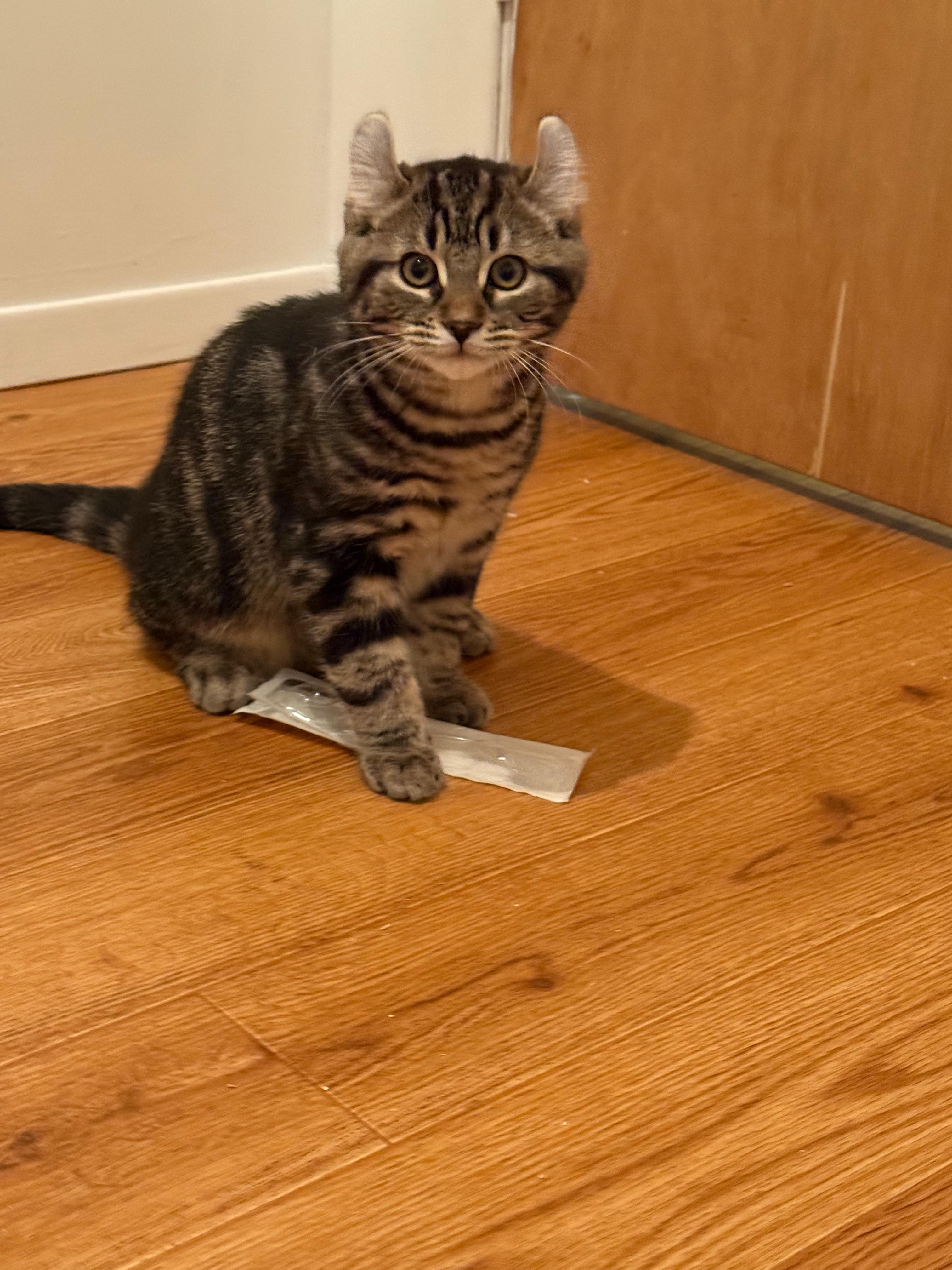 Enlarge Tocson-Bobcat-Opale-Orphée , a ADOPTABLE mixed breed in St-Valerien, QC image 2/6