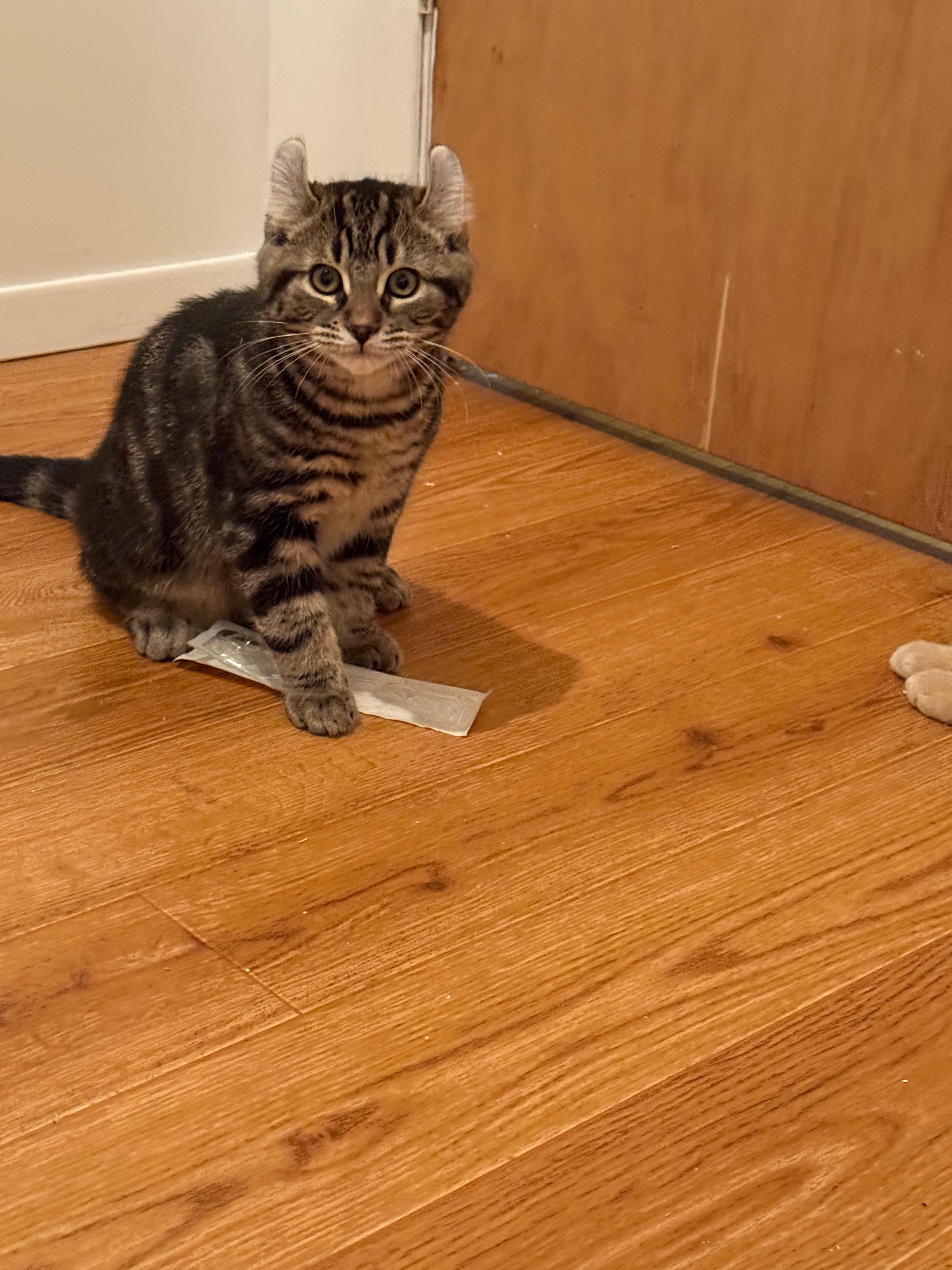 Tocson-Bobcat-Opale-Orphée , ADOPTABLE, Kitten Male Highland Fold & Domestic Short Hair.