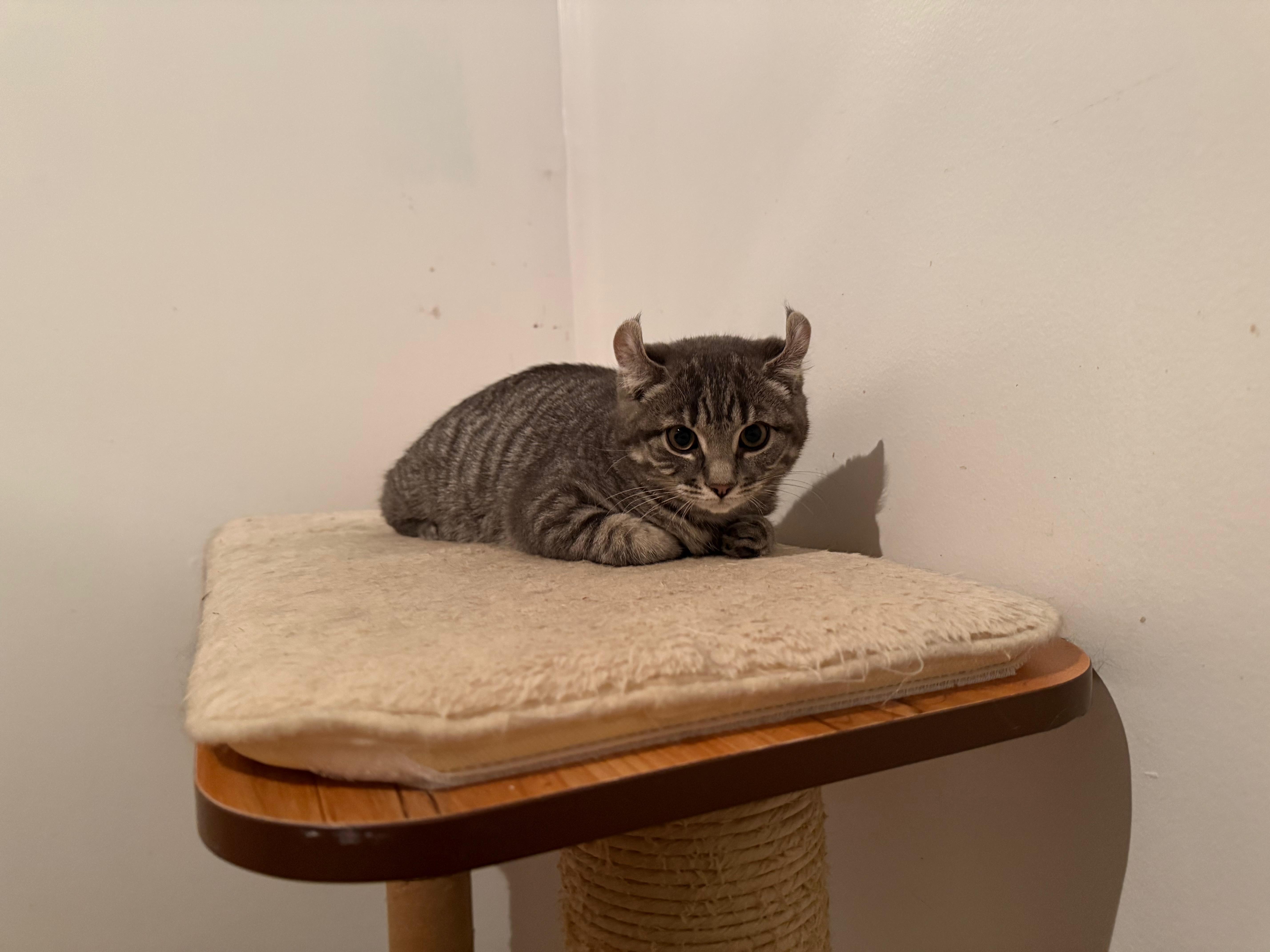 Enlarge Tocson-Bobcat-Opale-Orphée , a ADOPTABLE mixed breed in St-Valerien, QC image 4/6