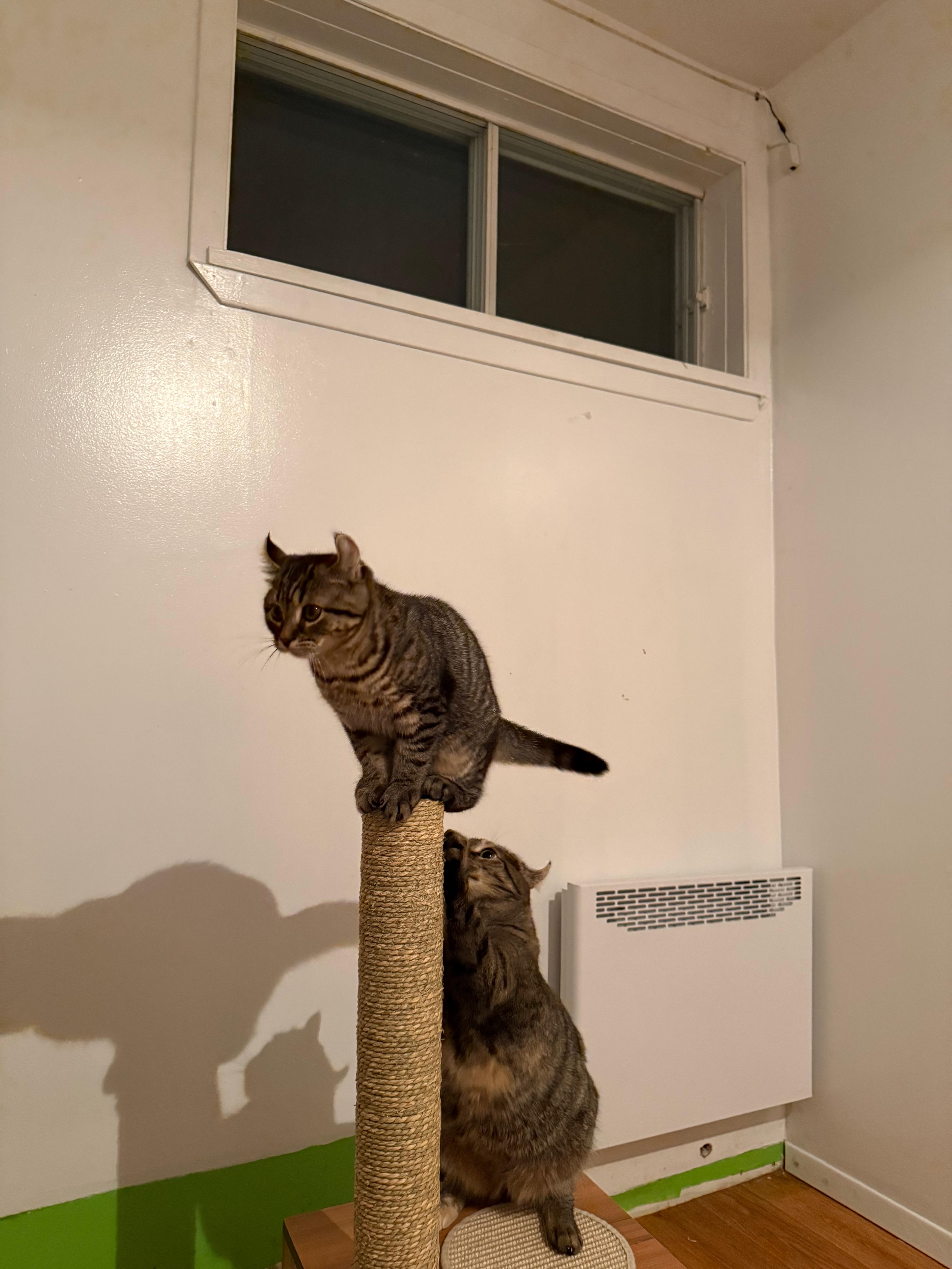 Enlarge Tocson-Bobcat-Opale-Orphée , a ADOPTABLE mixed breed in St-Valerien, QC image 5/6