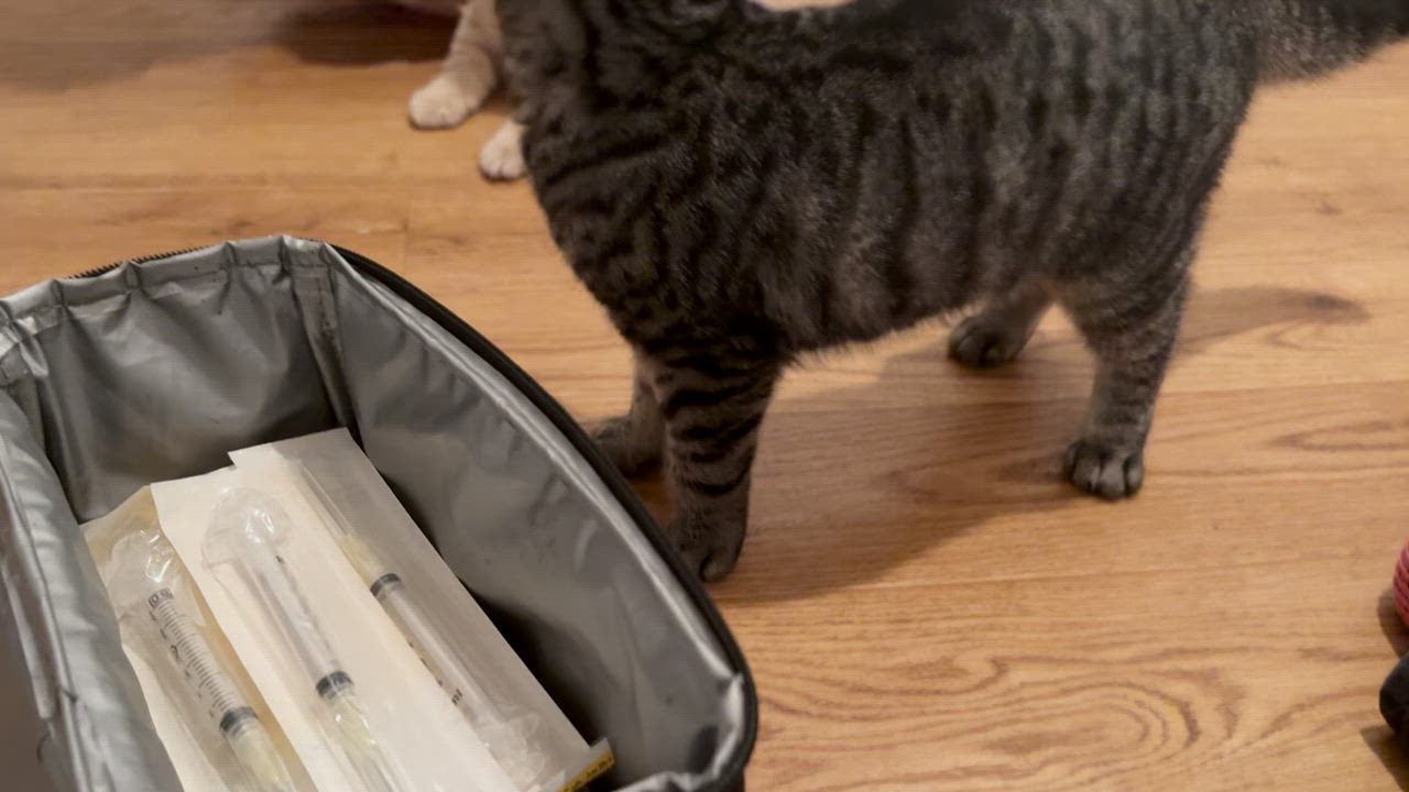 Enlarge Tocson-Bobcat-Opale-Orphée , a ADOPTABLE mixed breed in St-Valerien, QC video 6/6