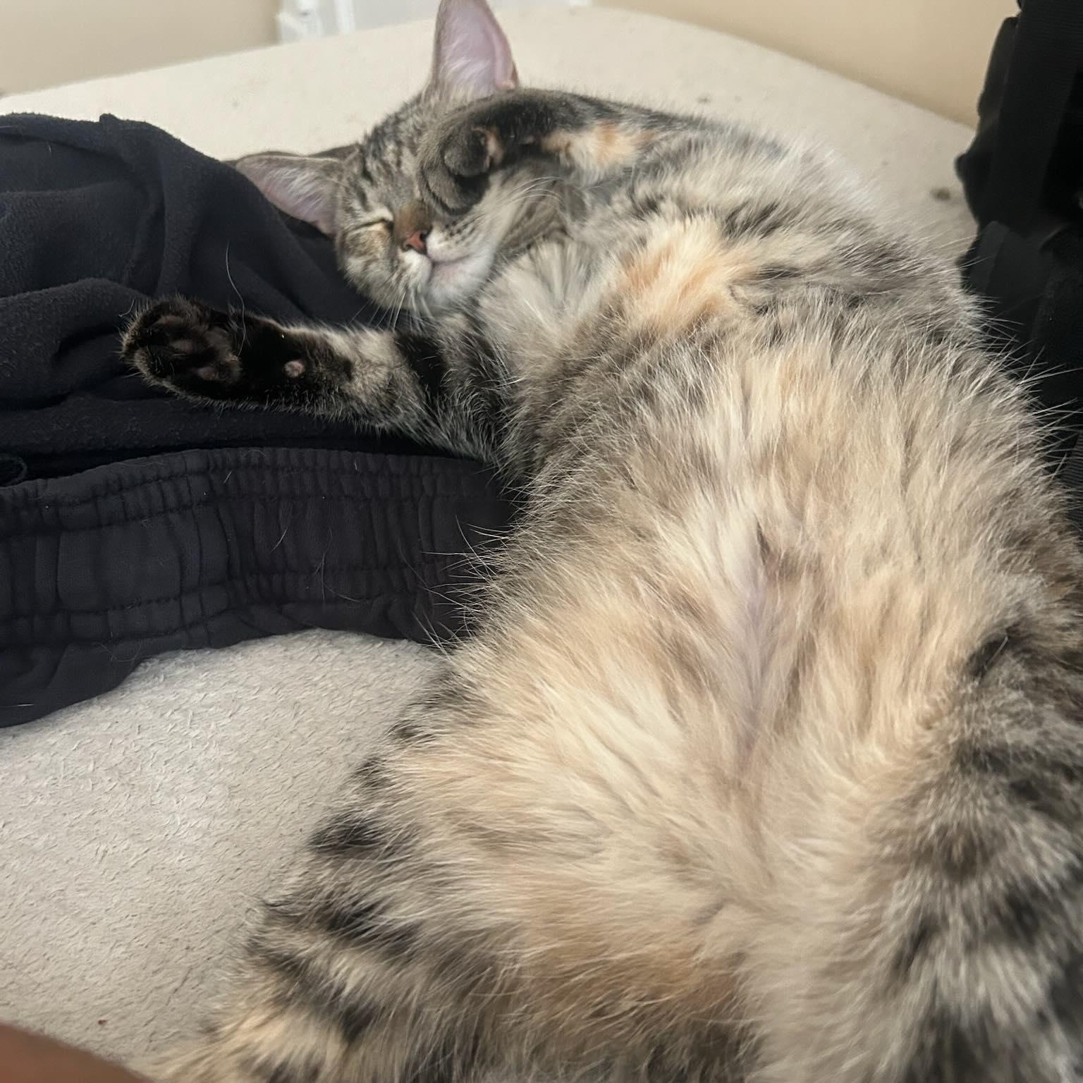 Annie, Adoptable, Young Female Domestic Short Hair.