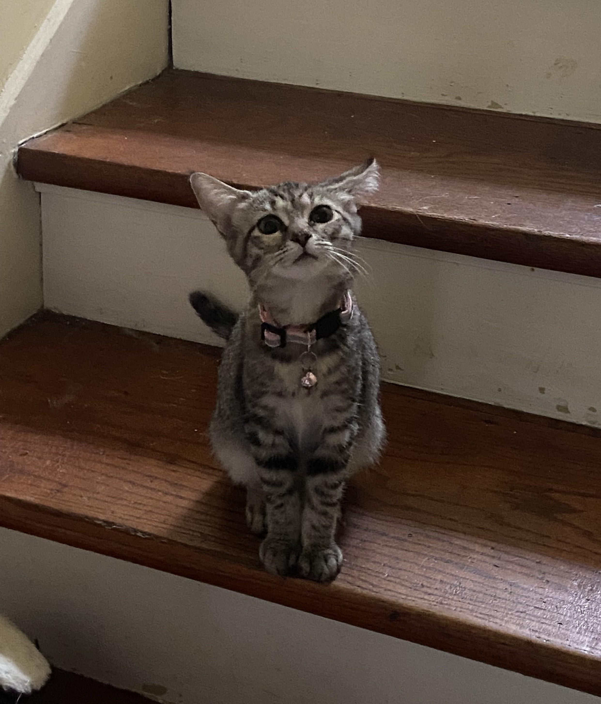 Enlarge Annie, a Adoptable Domestic Short Hair in Knoxville, TN image 4/4