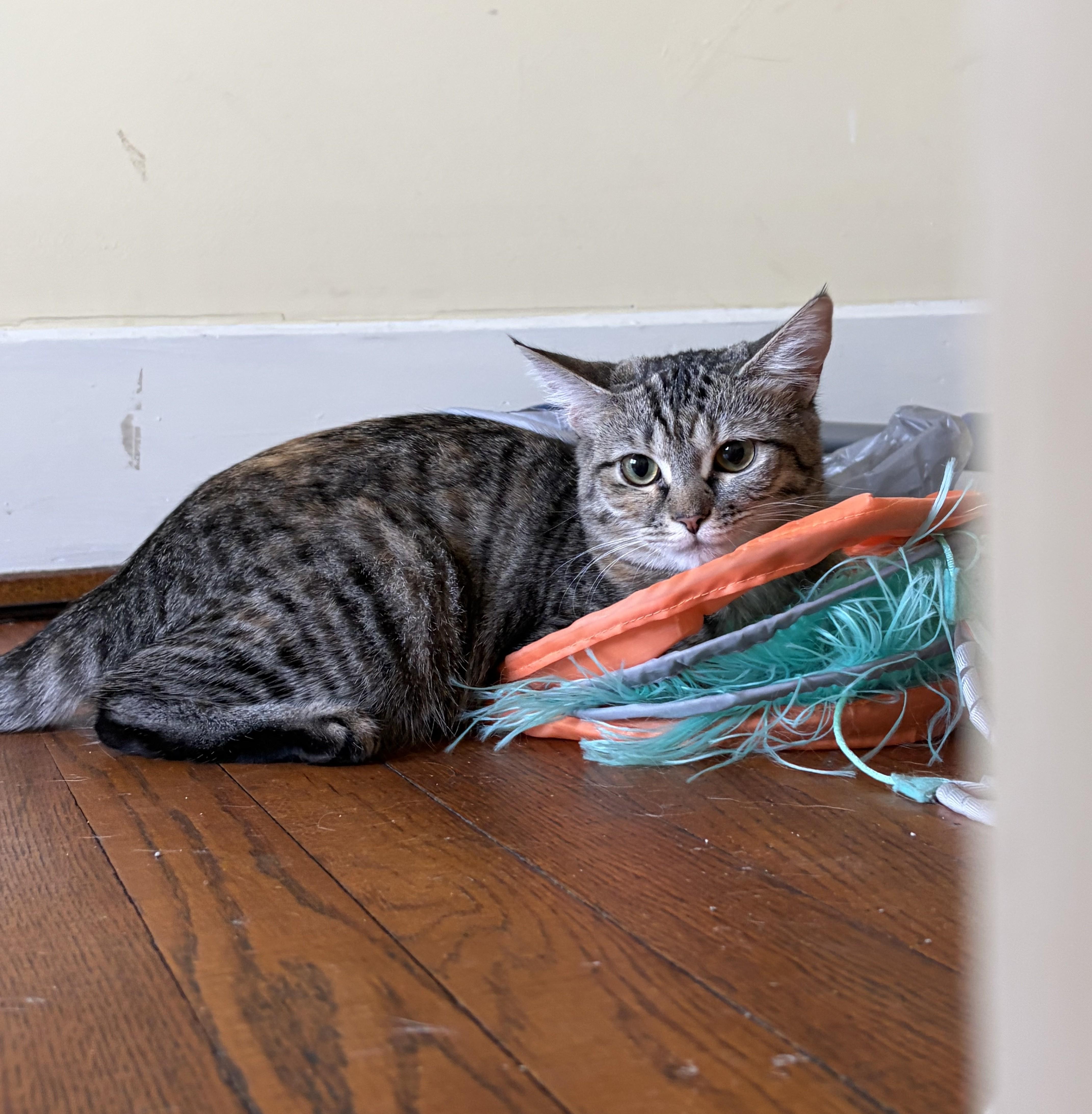 Enlarge Annie, a Adoptable Domestic Short Hair in Knoxville, TN image 2/4