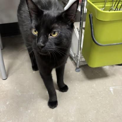 Wolfie boy, ADOPTABLE, Kitten Male Domestic Short Hair.